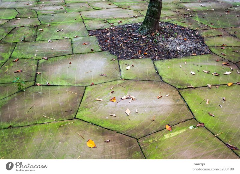 Baumstamm Herbst Steinplatten Blätter verwittert Moos alt Umwelt Perspektive grün