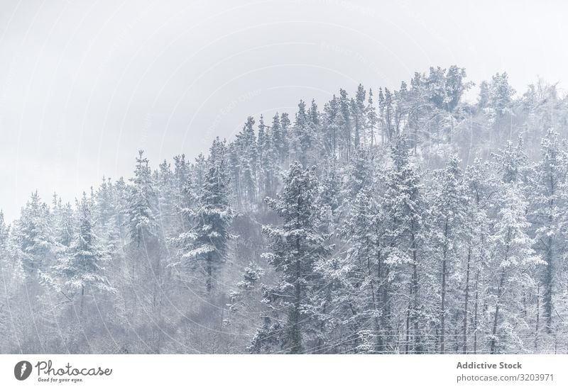 Ruhiges, verschneites Berggelände mit Wäldern Schneesturm Berge u. Gebirge nadelhaltig Wald Dunst unsichtbar Natur Landschaft Tanne Jahreszeiten stumm Umwelt