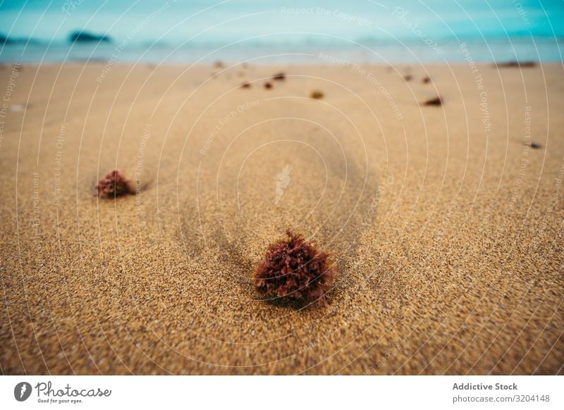 Nasspflanze am sandigen Meeresufer Hängerolle Strand Sand nass rau zarautz Spanien Landschaft Wasser Natur Sommer Küste alt Treibholz Ast marin Tod Himmel