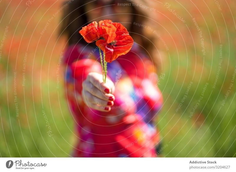 Verschwommene Frau schenkt der Kamera eine Blume Mohn Mohnblumen Geben Feld Sommer Sonnenstrahlen Tag Lifestyle Freizeit & Hobby Blüte rot Blütenblatt Wiese