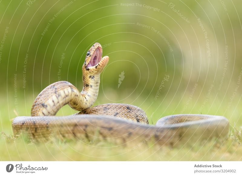 Pythonschlange am Boden eingerollt Schlange Königlich Reptil Tierwelt Raubtier wild gelockt gepunktet lügen schön tropisch Kugelpython regius giftig unheimlich