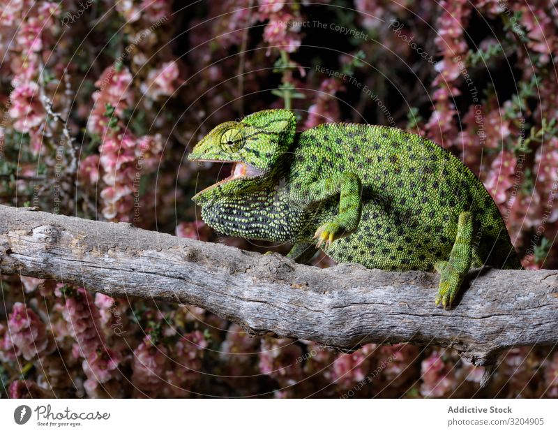Chamäleon auf dem Ast sitzend Reptil exotisch Lizard grün Tier Tierwelt gepunktet tropisch Fauna wild schön Lebewesen lustig hässlich Baum giftig mehrfarbig