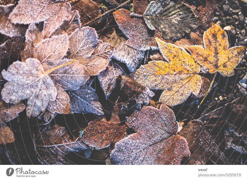 gefrorene gelbe und braune Herbstblätter Natur Eis Frost Blatt Wald Alpen frieren liegen alt authentisch Zusammensein natürlich trocken Stimmung Coolness ruhig