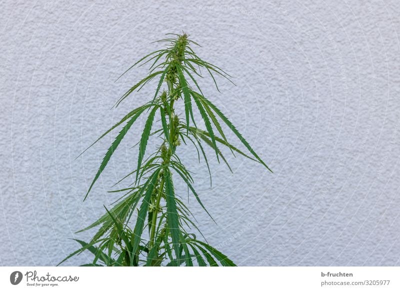 Hanfpflanze Alternativmedizin Sommer Pflanze Grünpflanze Wachstum Cannabis Cannabisblatt Farbfoto Außenaufnahme Menschenleer