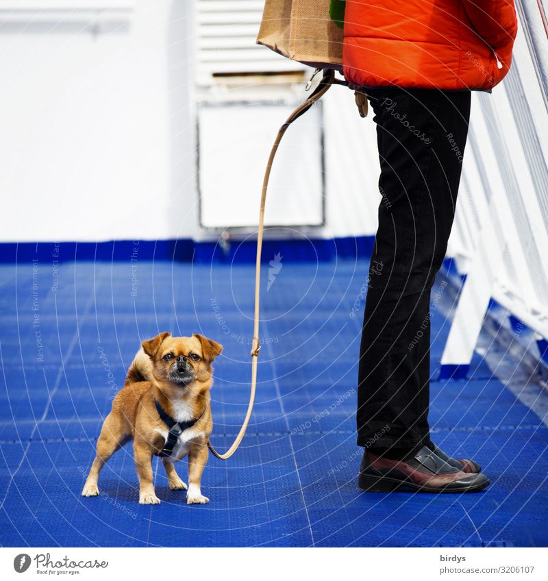 den Rücken frei halten Lifestyle feminin Frau Erwachsene 1 Mensch 45-60 Jahre Hose Jacke Haustier Hund Tier Hundeleine authentisch lustig niedlich blau gelb rot