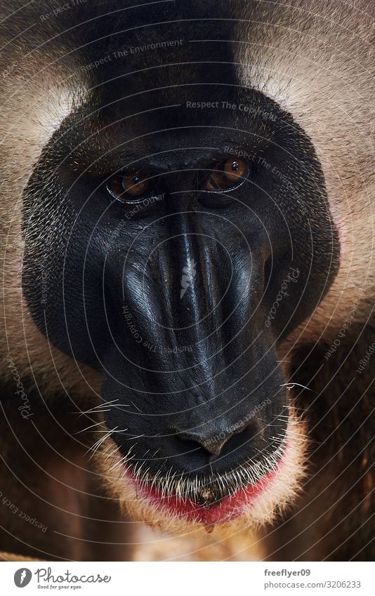 Nahaufnahme einer Mandrillfläche (Mandrillus leucophaeus) Gesicht Natur Tier Wildtier Zoo 1 alt Denken lustig klug Schutz Einsamkeit Leukophaeus Affen emotional