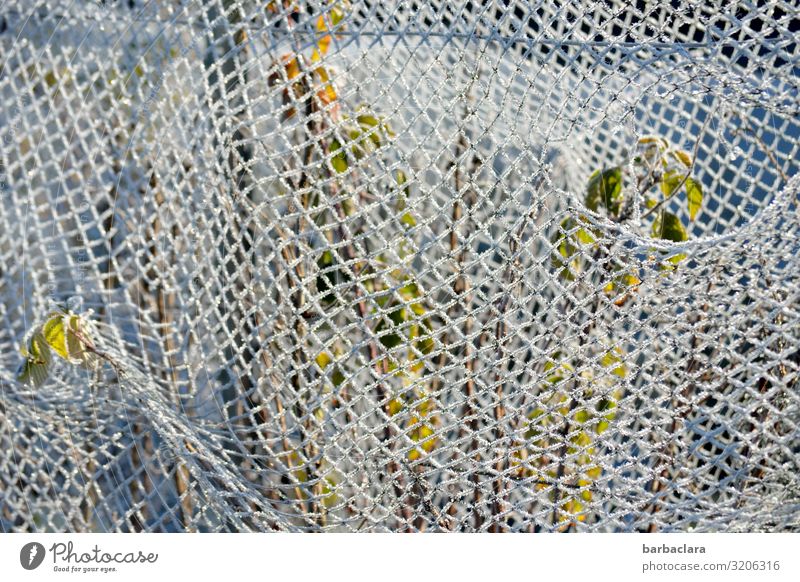 mitgefangen - mitgehangen Winter Eis Frost Schnee Pflanze Sträucher Garten Zaun Metall Netz Netzwerk hängen Wachstum Zusammensein stark weiß bizarr kalt Klima