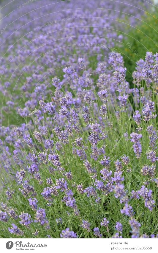 hier riechts doch nach...  | Lavendel Lavendelfeld Pflanze blühen lila fliederfarben Natur natürlich Flora Umweltschutz Ökologie Duft Geruch draußen Felder