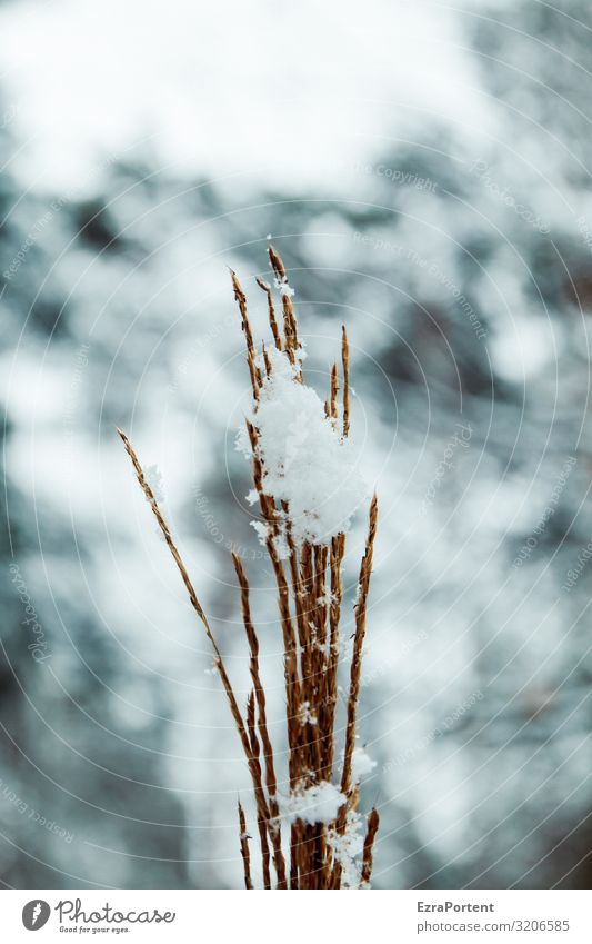 Schneefang Winter kalt Natur Frost Gras Pflanze Bokeh weiß gefroren