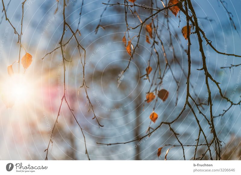 Herbstlicht harmonisch Tourismus Sonnenlicht Schönes Wetter Baum Blatt beobachten Erholung genießen träumen Religion & Glaube Wandel & Veränderung Ast Laubbaum