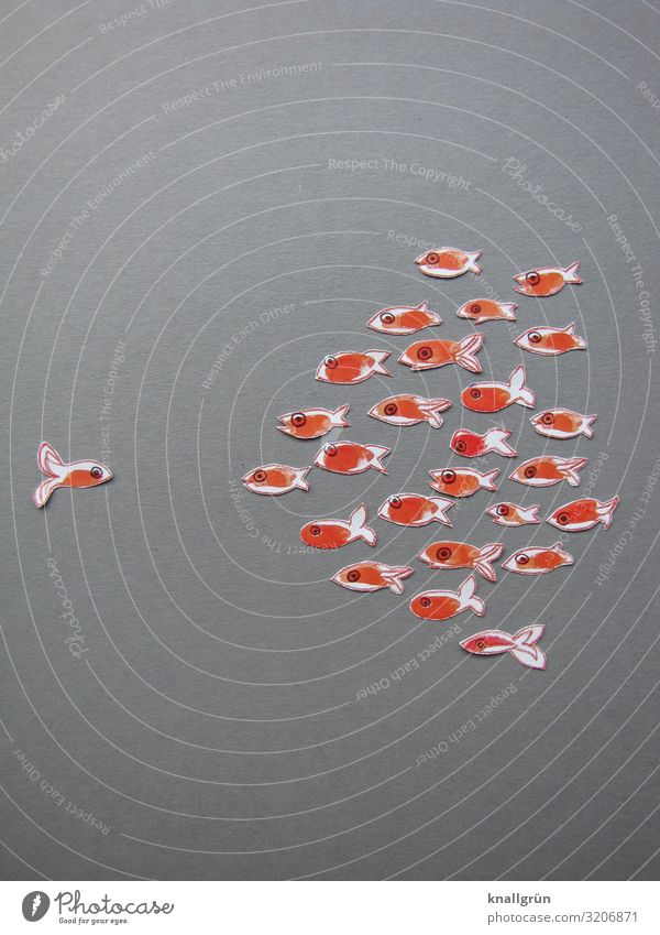 Gegen den Strom schwimmen Tier Fisch 1 Schwarm Kommunizieren Schwimmen & Baden außergewöhnlich grau orange weiß Gefühle anstrengen einzigartig Farbfoto