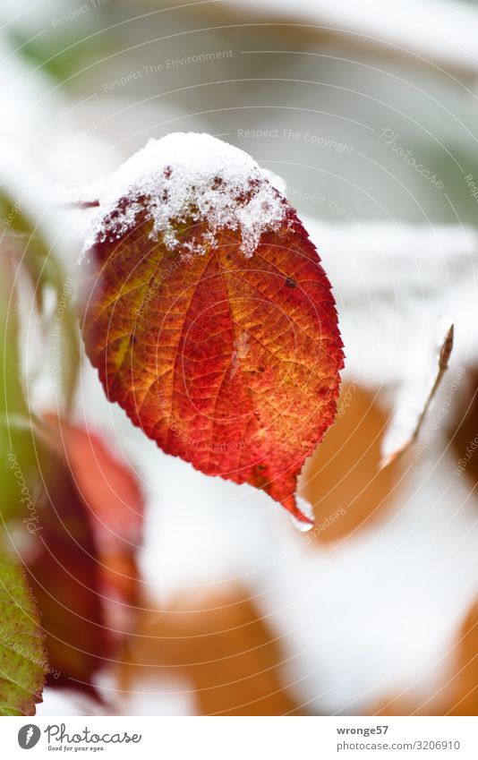 Erste Schneeflocken auf buntem Laub Natur Pflanze Herbst Winter Eis Frost Blatt Brombeerblätter Wald kalt natürlich braun grün rot weiß Herbstlaub Herbstfärbung