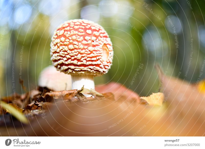 Glückspilz Herbst Schönes Wetter Wald Glücksbringer stehen Wachstum frisch klein mehrfarbig Pilz Fliegenpilz Waldboden Herbstlaub Makroaufnahme bodennah
