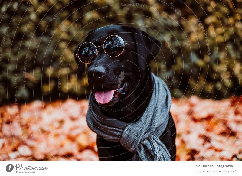 schöner schwarzer Labrador, der draußen auf braunem Blatthintergrund sitzt, einen grauen Schal und eine Sonnenbrille trägt. Herbst-Saison Hund Haustier