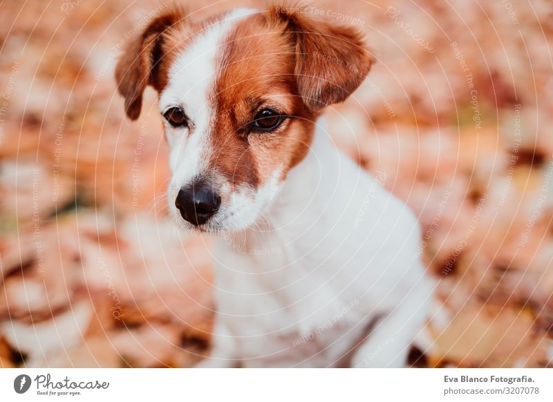 Süßer kleiner Jack-Russell-Hund, der draußen auf braunem Blatthintergrund sitzt. Herbst-Saison Jack-Russell-Terrier Außenaufnahme Kragen anleinen sitzen