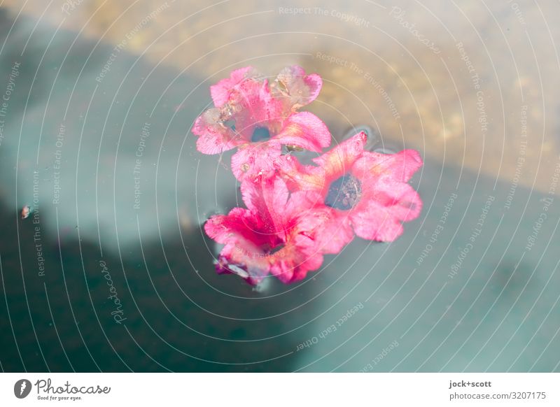 Blüten auf Wasser harmonisch Brunnen Blühend ästhetisch einfach rosa Stimmung Romantik achtsam Inspiration Leichtigkeit Vergänglichkeit Wasseroberfläche