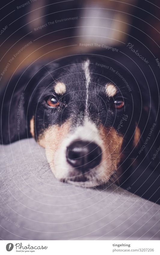 Appenzeller Sennenhund Schaut In Die Kamera appenzeller appenzeller sennenhund augen portrait tierportrait niedlich lieb verkuschelt schmusen liebe tierliebe