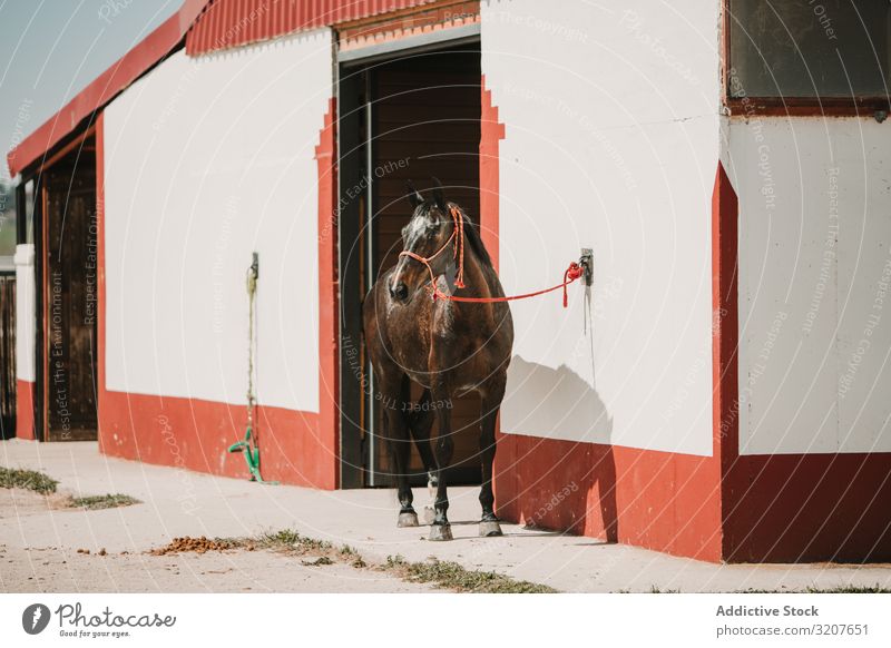 Pferd am Eingang zum Stall bei Sonnenlicht Pferdestall Ranch Kabelbaum pferdeähnlich anleinen Reiterin Säugetier Tier Bauernhof Sattelkammer Sommer Sport