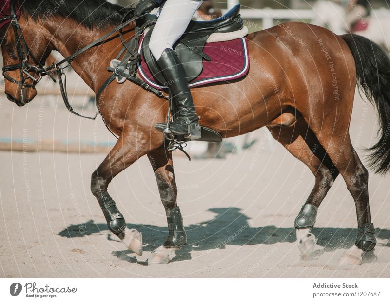 Kornjockey reitet Pferd im Sonnenlicht Reiter Jockey Bewegung Reiterin Tier Geschwindigkeit Bahn Training Rennen Rennbahn Pferderücken pferdeähnlich züchten