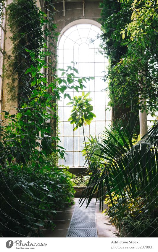 Innenseite des Gewächshauses mit üppiger Belaubung alt grün Schottland gewölbt Wintergarten Fenster Innenbereich Sonnenlicht Garten Baum Glas Pflanze Sommer