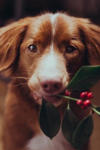 Wanna kiss under the mistletoe? Pflanze Mistelzweig Tier Haustier Hund 1 weich grün orange rot Nova Scotia Duck Tolling Retriever tragen stoppen