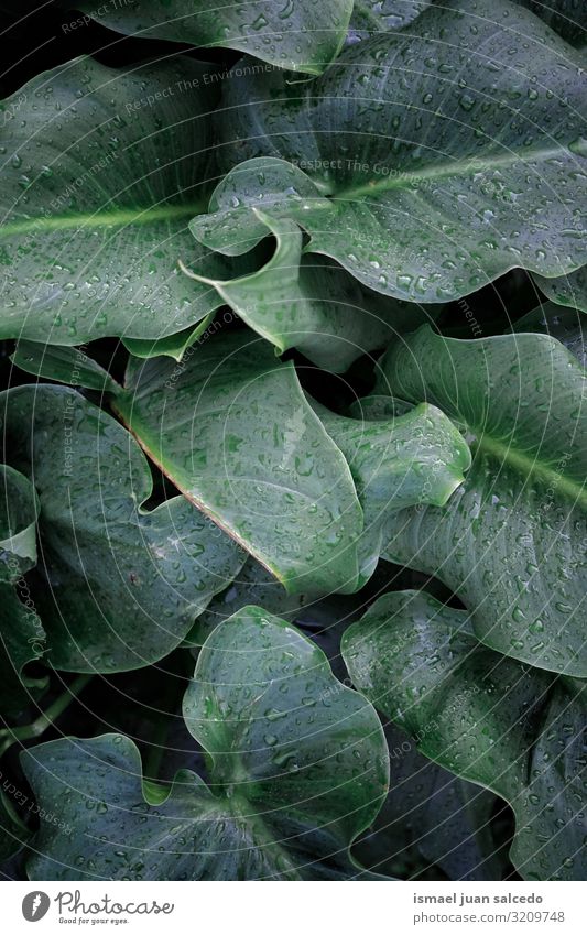 Regentropfen auf den grünen Pflanzenblättern an Regentagen Blatt Tropfen Wasser nass glänzend hell Garten geblümt Natur natürlich abstrakt Konsistenz