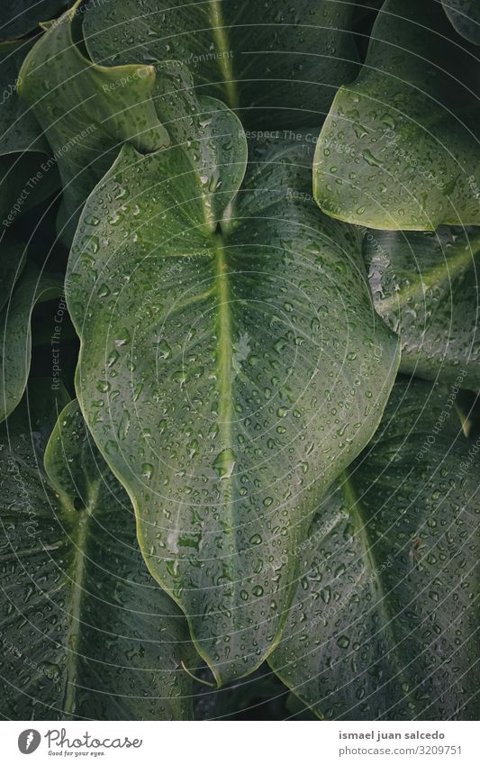 Regentropfen auf den grünen Pflanzenblättern im Herbst Blatt Tropfen Wasser nass glänzend hell Garten geblümt Natur natürlich abstrakt Konsistenz frisch