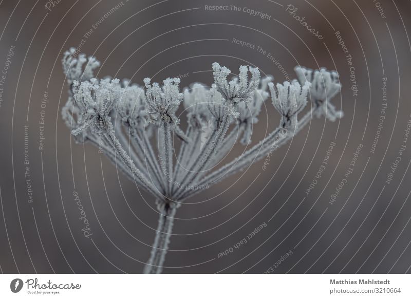 Verblühtes mit Rauhreif Umwelt Natur Pflanze Winter Klima Eis Frost Blüte frieren verblüht natürlich braun grau weiß kalt (c) Matthias Mahlstedt Bavaria Bayern