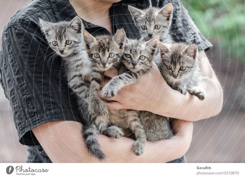 ein Haufen Tabby-Kätzchen in weiblichen Händen. Mensch Familie & Verwandtschaft Freundschaft Hand Tier Haustier Katze Umarmen Menschlichkeit annehmen angenommen