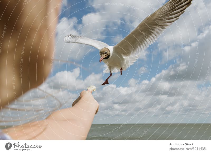 Mädchen füttert Möwe an der Küste füttern Angebot Brot Himmel Spielfigur Vogel geben Krümel Meeresufer Seeküste Art sonnig nida Litauen Tageslicht weiß jung