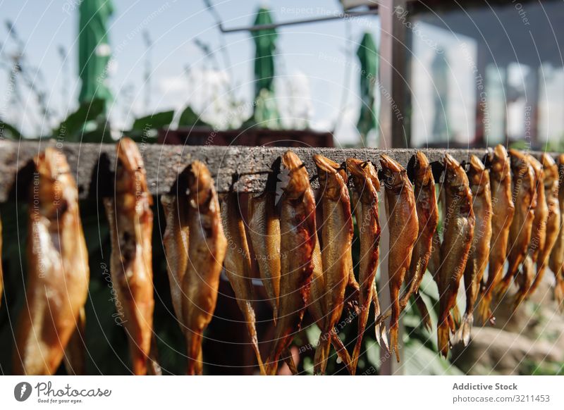 Reihe von geräuchertem Fisch auf Holzleiste hölzern Markt Sonne Streifen nida Litauen beigefügt Nägel verschiedene Meeresfrüchte getrocknet Schiene ausgeweidet