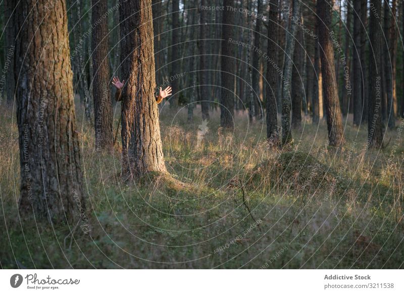 Anonymer Mann versteckt sich hinter einer Kiefer und winkt mit den Händen, während er im Wald steht winkende Hand Baum Tierhaut stehen hinten Handfläche