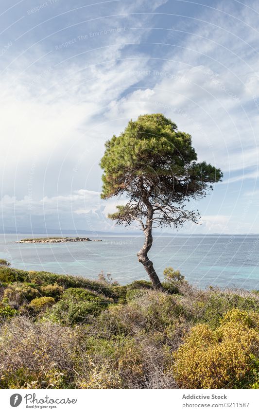 Grüner Baum an der malerischen Küste Meereslandschaft üppig (Wuchs) Wasser Horizont Landschaft Griechenland halkidiki Cloud Krone Tourismus Szene Natur Paradies
