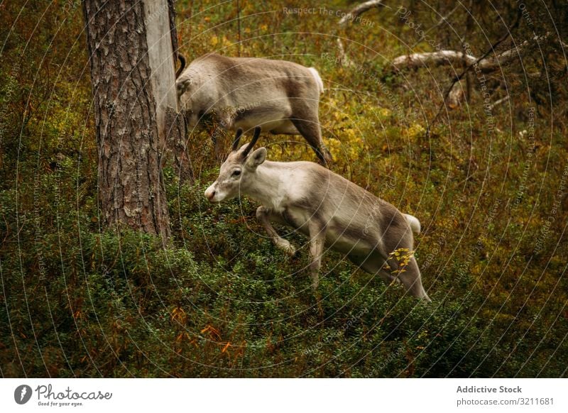 Junge Rentiere weiden im Wald Gras laufen Natur Finnland Baum Flora Fauna wild Kreatur Säugetier Tier jung Futter Fell malerisch essen Biest Hirschkalb Harmonie