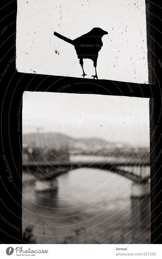 Der Vogel Fluss Rhein Basel Stadtzentrum Brücke Fenster Etikett Warnvogel Zeichen Aufkleber Silhouette sitzen dunkel Schutz Sicherheit Warnhinweis