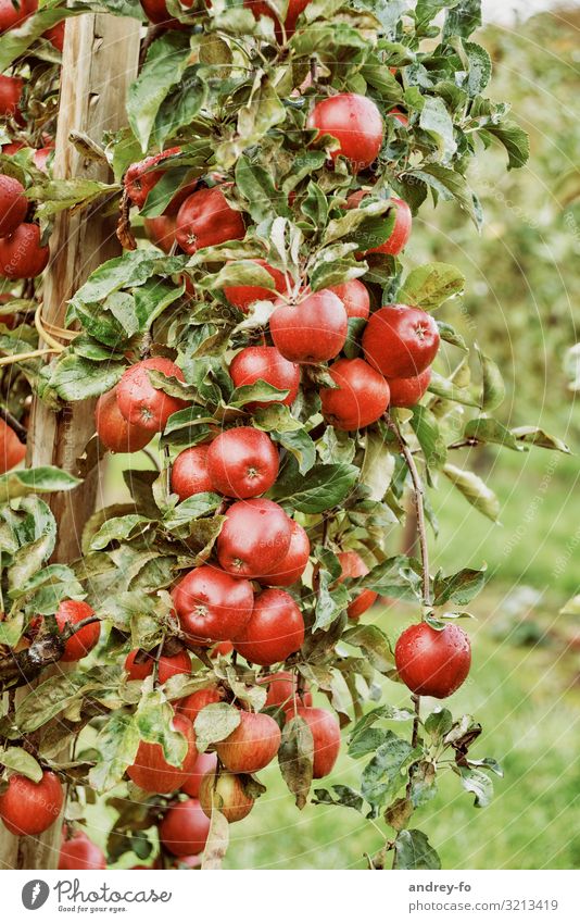 Apfelernte Pflanze Sommer Herbst Blatt Nutzpflanze Duft lecker grün rot Apfelbaum Apfelfrucht reif Ernte Baum süß Gesundheit selbstversorger Frucht Obstbaum