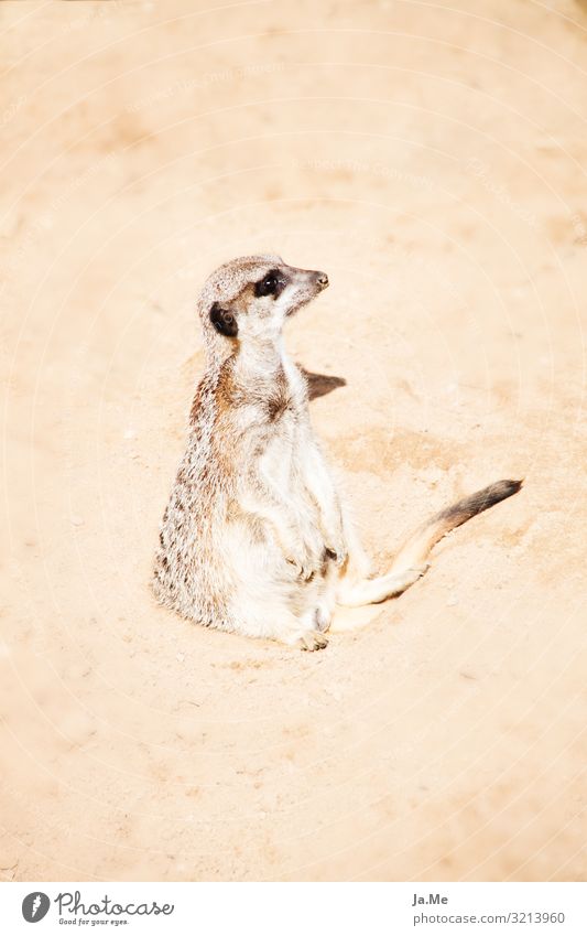 Erstmal setzen lassen Umwelt Natur Tier Erde Sand Sonne Wärme Dürre Wüste Wildtier Katze Tiergesicht Fell Pfote Zoo Säugetier Erdmännchen Nagetiere 1 beobachten