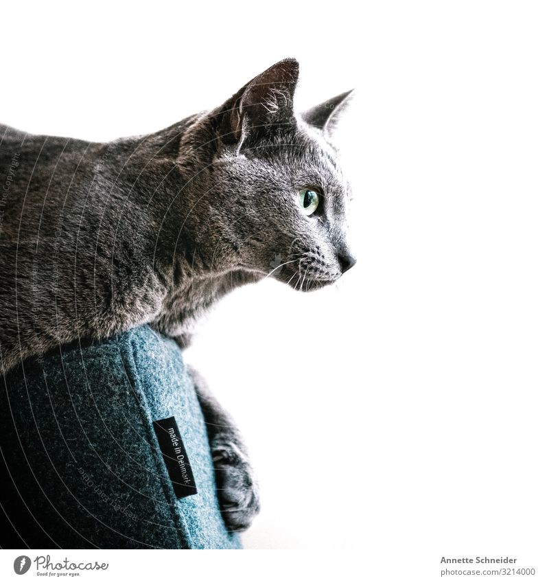 Katze auf Sessel Haustier 1 Tier sitzen blau grau Farbfoto Innenaufnahme Hintergrund neutral Morgen Blick nach vorn