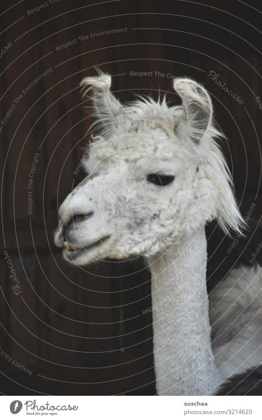 noch ein lama Lama Alpaka Kamelart Tier Haustier Nutztier seltsames Tier niedlich drollig Tiergesicht Kopf Ohren Fell Schnauze weisses Fell