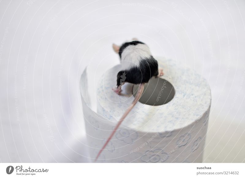 ein geschäft machen Maus Nagetiere klein kleines Säugetier Farbmaus Toilettenpapier Loch lustig niedlich kacka machen defäkieren Kot stubenrein