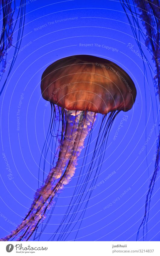 Qualle Meer Aquarium Unterwasseraufnahme Unterwasserwelt Tentakel giftig bedrohlich blau orange floating Wasser Tier Farbfoto Natur Schwimmen & Baden Schweben