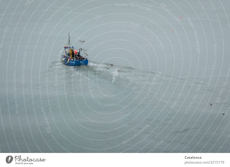 Ein kleines blaues Fischerboot läuft aus am frühen morgen Beruf Fischereiwirtschaft Arbeitsplatz Meer Meerwasser maskulin 1 Mensch Umwelt Wasser Winter