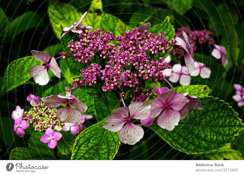 Violette Blumen am Strauch Frühling Blütezeit Park purpur Schönheit grün Natur malerisch Pflanze Garten Buchse Blütenblätter Laubwerk filigran zerbrechlich