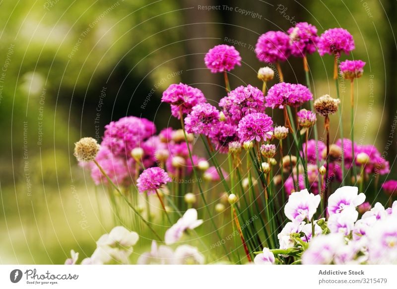 Blumenbeet mit verschiedenen Blumen im Park Frühling Blütezeit Sommer Pflanze Garten Landschaft Blütenblätter filigran sortiert Aroma Gelassenheit Wittern Duft