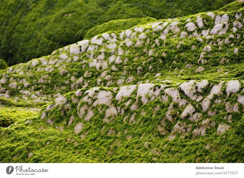 Mit Moos bewachsener steiniger Hügel Hügelseite Stein Oberfläche Landschaft grün Wachstum nass Gras rau Felsen Formation Geologie Natur Harmonie idyllisch