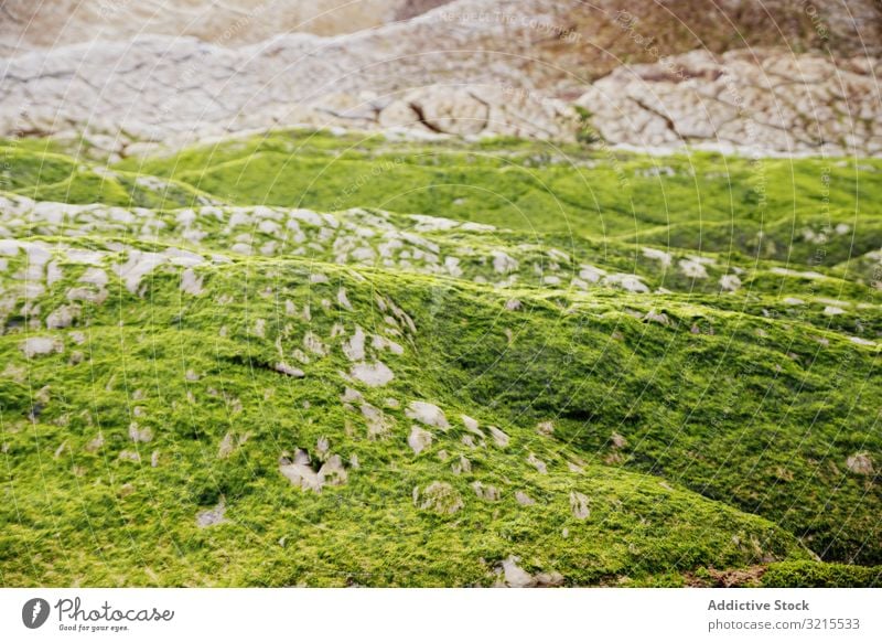 Mit Moos bewachsener steiniger Hügel Hügelseite Stein Oberfläche Landschaft grün Wachstum nass Gras rau Felsen Formation Geologie Natur Harmonie idyllisch