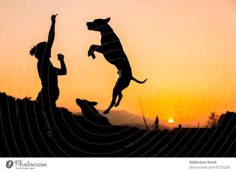 Hündin spielt abends mit Hund in hügeligem Gelände Silhouette Frau Sonnenuntergang spielen springen Zug hoch orange Natur wild frei Leckerbissen Feld ohne Blei
