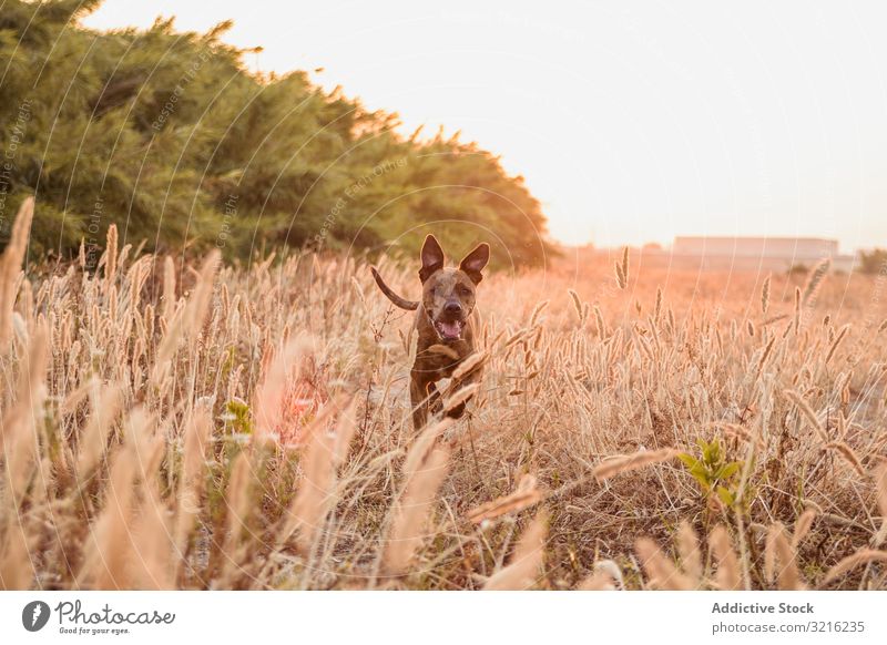 Hund läuft frei von der Leine auf dem Feld Sonnenuntergang laufen ohne Blei Wiese rot orange Gras Tier Natur Spaziergang wild Wald Haustier Windstille