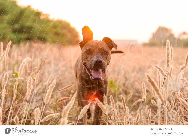 Hund läuft frei von der Leine auf dem Feld Sonnenuntergang laufen ohne Blei Wiese rot orange Gras Tier Natur Spaziergang wild Wald Haustier Windstille