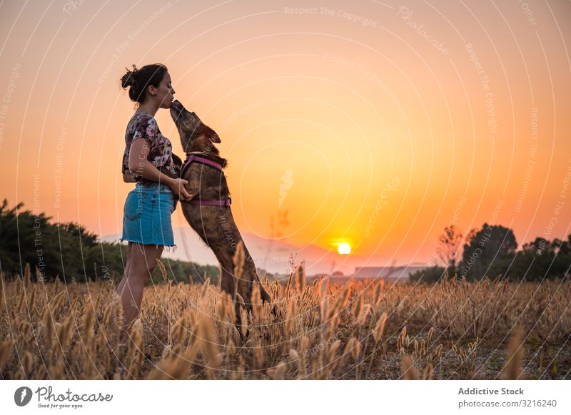 Hündin spielt abends mit Hund in hügeligem Gelände Silhouette Frau Sonnenuntergang spielen springen Zug hoch orange Natur wild frei Leckerbissen Feld ohne Blei